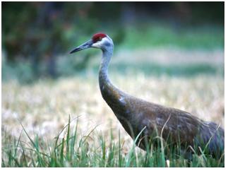 Sandhill Crane, Courtesy of the National Park Service